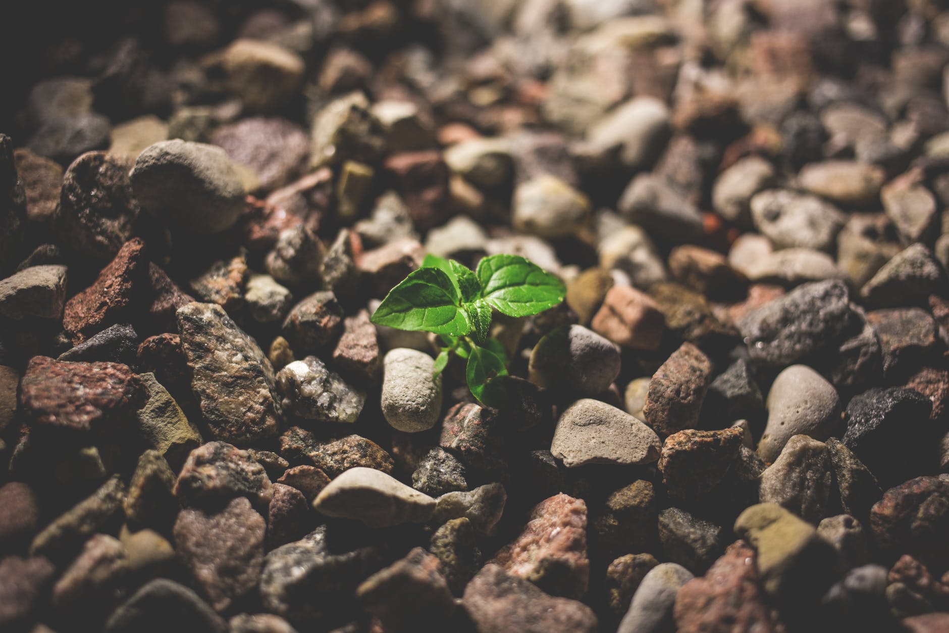 DIACONAL LEADERSHIP: Devotion #9: Seed of the Kingdom
