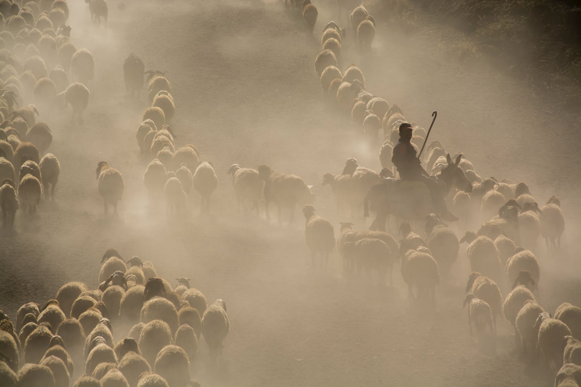 DIACONAL LEADERSHIP: DEVOTION #10: Leading like the Good Shepherd